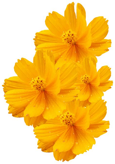Download High Quality Transparent Flowers Yellow Transparent Png Images