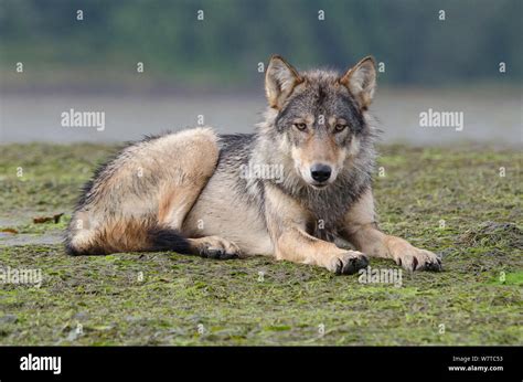 Vancouver Island Grey Wolf Canis Lupus Crassodon Alpha Female