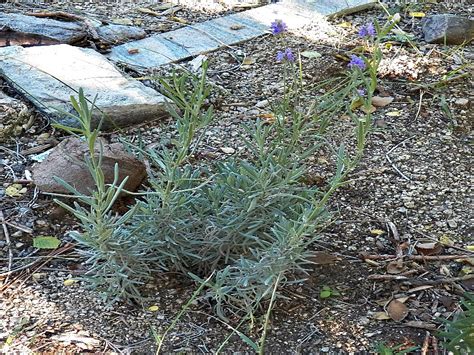 How To Grow Lavender From Seed Mikes Backyard Nursery