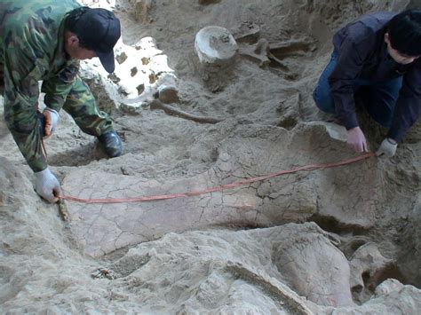 New Species Of Dinosaur Dubbed The Amazing Dragon Discovered In China