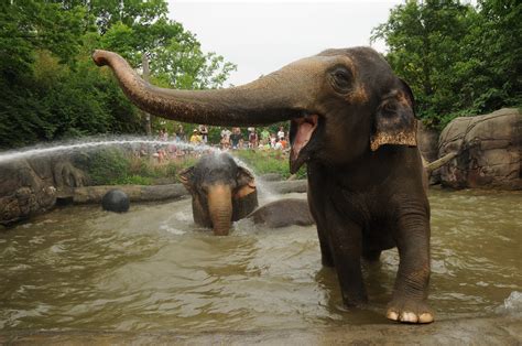 Asian Elephants Cincinnati Zoo And Botanical Garden®