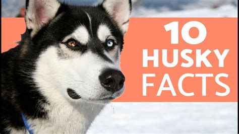 10 Things You Didnt Know About The Siberian Husky Your Pets Magazine