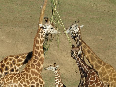 San Diego Zoo Safari Park A Must Visit Milesgeek ️
