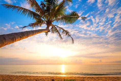 Seascape Of Beautiful Tropical Beach With Palm Tree At Sunrise Stock