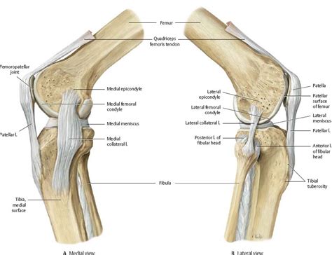 Why it's a consequence of something else. Knee Anatomy Lateral - Anatomy Drawing Diagram