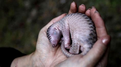 One animal implicated as an intermediary host between bats and humans is the pangolin. Schuppentier könnte Coronavirus übertragen haben Pangolin ...