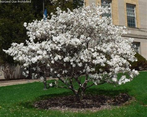 Click here for more information or to buy wax myrtle plants. 64 best images about Ornamental Trees for Zone 4 & 5 on ...