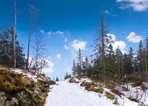 Bergen Mt Floyen Norway Forest Snow Landscape With Hiking Trail In