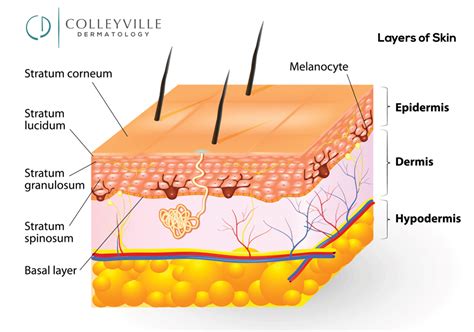 Medical Dermatology Colleyville Dermatology
