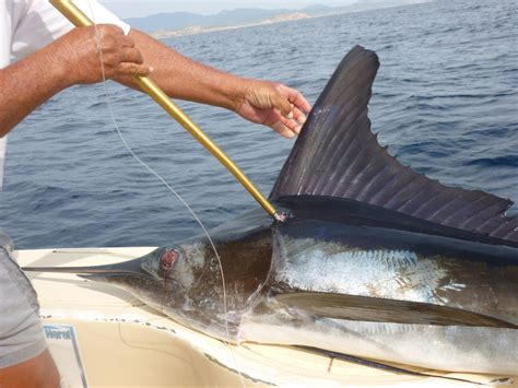 Saltwater Fishing Along The Mexico Coastline Insider Tips For An Epic