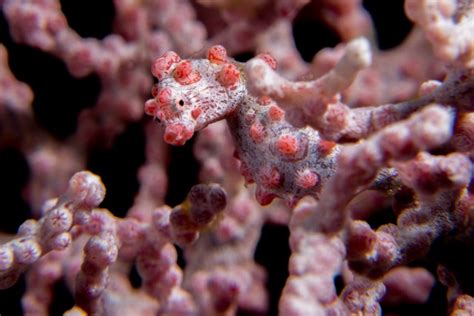 Miniature Living Pygmy Seahorses Siladen Resort And Spa
