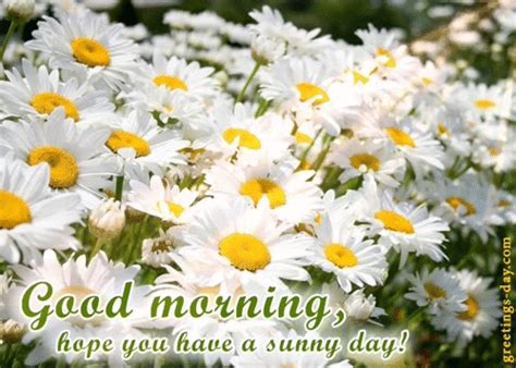 Good Morning Everyone Animated Ecards S And Pics