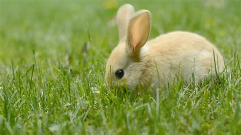 Cute Babe Bunny Rabbit Eating Grass 1 This Video Show A