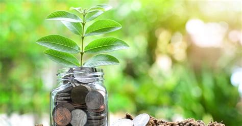 Plantas Que Atraen Dinero Y Prosperidad Blog Verdecora