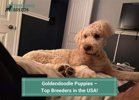 Goldendoodle Puppies Top 6 Breeders In The Usa 2023