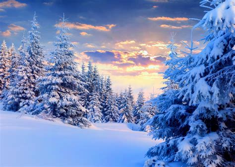 Nature Landscape Snow Winter Forest Trees Sunset Pine Trees Wallpaper