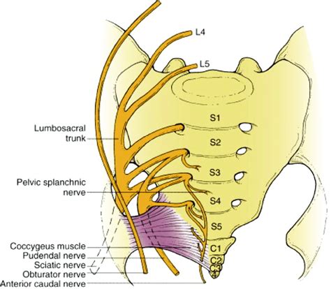 Scientific Illustration The Lumbar And Sacral Plexuses Of The Spinal