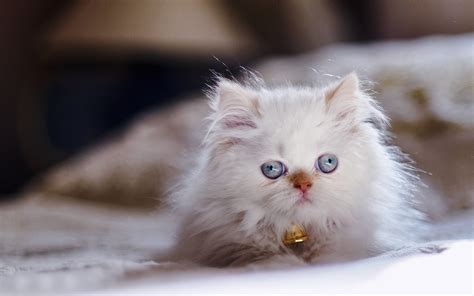 Himalayan Cats Persian Color Point Kitten Blue Eyes