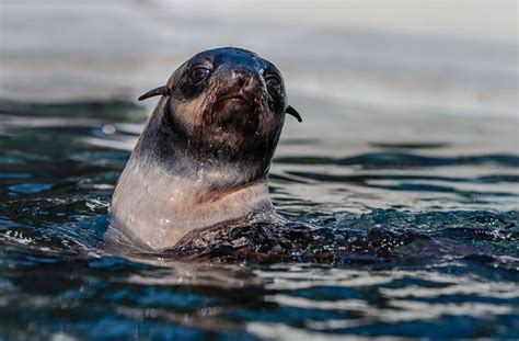 Record Strandings Northern Fur Seals New Victim Of Unusual Ocean