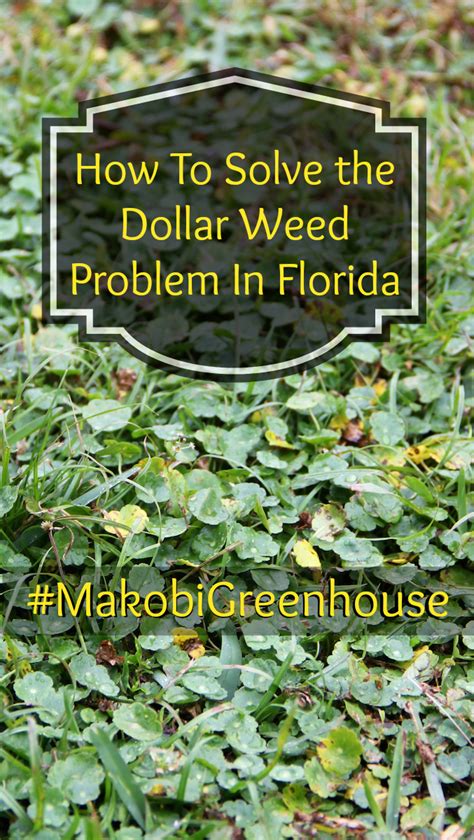 Focus on the sound of your breath and just rest a while. Battling Weeds In A Florida Yard #MakobiGreenhouse ⋆ ...