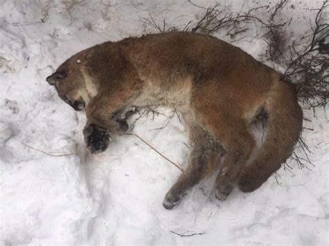Did You Lose A Cougar Carcass Wildlife Officers In Alberta Want A Word