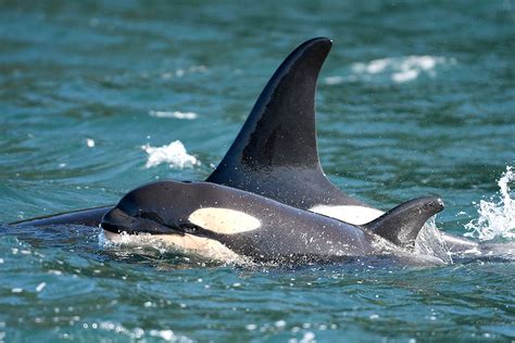 Calf Born To Endangered Southern Resident Orcas Peninsula Daily News