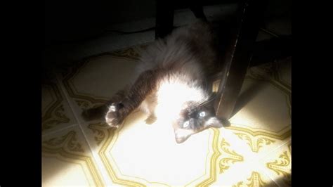 Gato Gosta De Tomar Banho De Sol 🐱 Verdede Ou Mito Youtube
