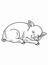 Pig Baby Coloring Pages Printable Sleeping Pigs Color Drawing Drawings Crafts Cartoons Animals Tattoos Embroidery Animal Choose Board Colouring Flying sketch template