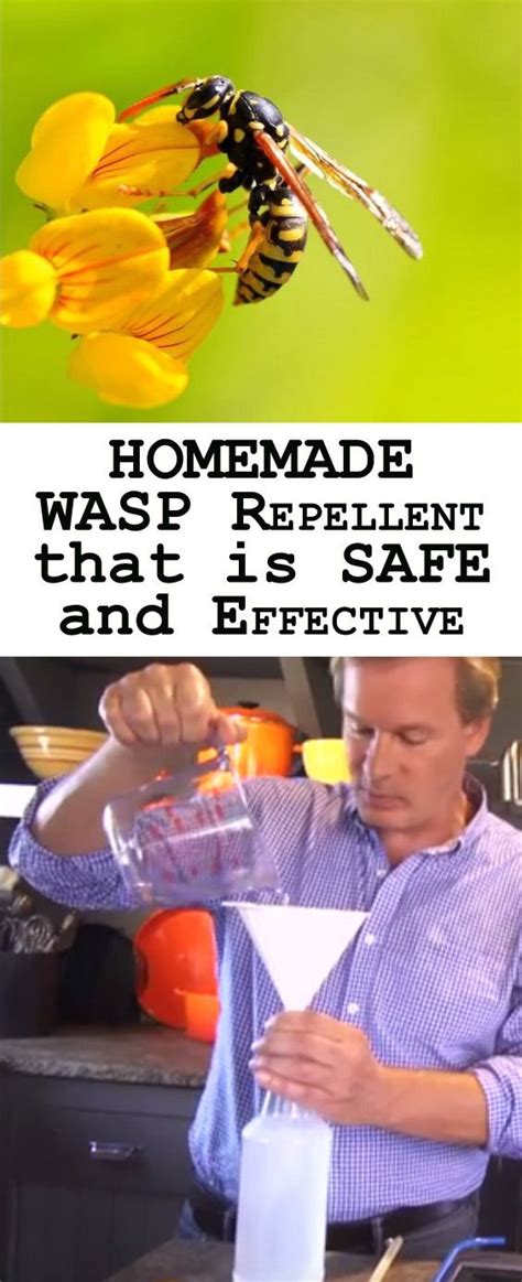 Homemade Wasp Repellent That Is Safe And Effective Wasp Repellent
