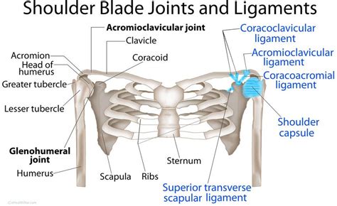 Shoulder Pectoral Girdle Anatomy Bones Joints Ligaments Muscles