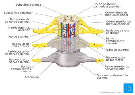 Medula Espinal Anatomia Tratos Nervos Espinhais Kenhub