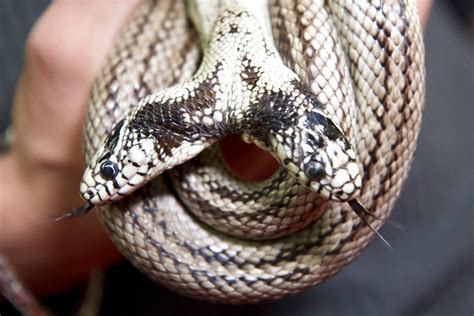 งูสองหัว ทอมแอนด์เจอร์รี โชว์ตัวดาวเด่นงานสัตว์เลื้อยคลานเอ็กซ์โป - ข่าวสด