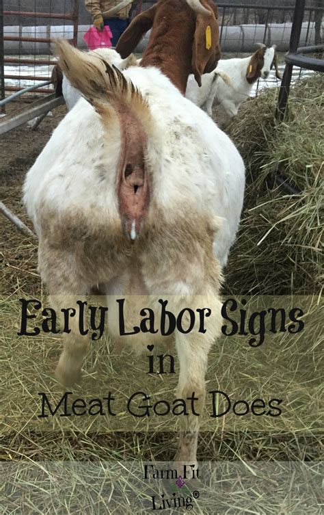 Early Labor Signs In Meat Goat Does Farm Fit Living