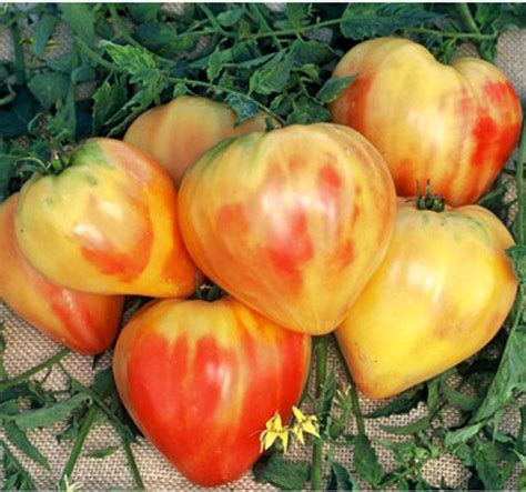 Orange Russian 117 Tomatoes Seeds And Starter Plants Tomato Growers
