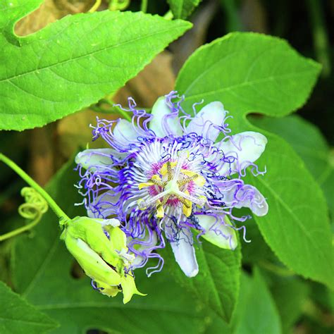Passion Flower Bloom Photograph By Robert Tubesing Fine Art America