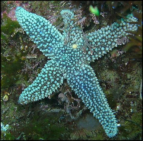 387 Best Oceans Stars Images On Pinterest Shells