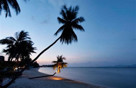 Premium Photo Thailand Koh Samui Samui Island Coconut Palm Trees