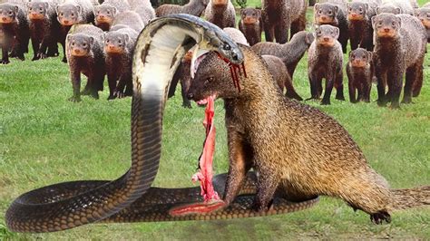 Snake Epic Battles Cobra Spits Venom To Kill Mongoose While Being