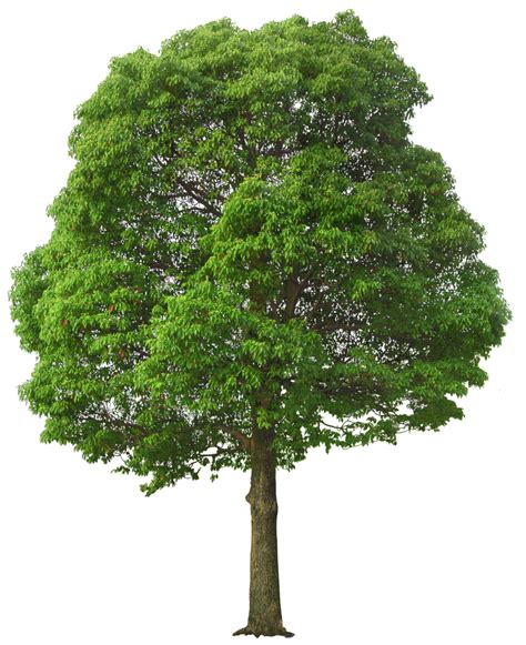 Tree Front View Png Clip Art Library