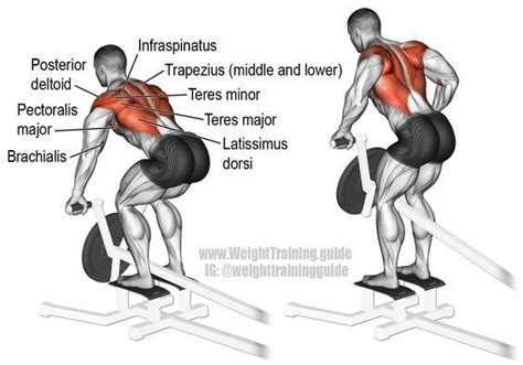 T Bar Row A Major Compound Exercise For Major Upper Body Strength
