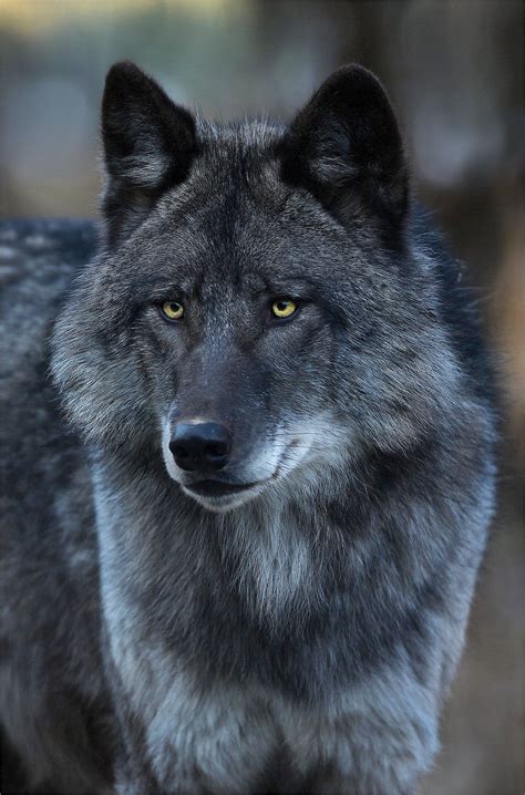Black Wolf Portrait Metal Shane Lamb Wolf Dog Black Wolf Wolf