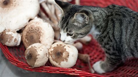 Store bought mushrooms can be fine for cats to eat in small amounts, but overall, it's best to avoid all fungi when it comes to your cat's diet. Mystery Solved: Why The Cat Craves Mushrooms (And People ...