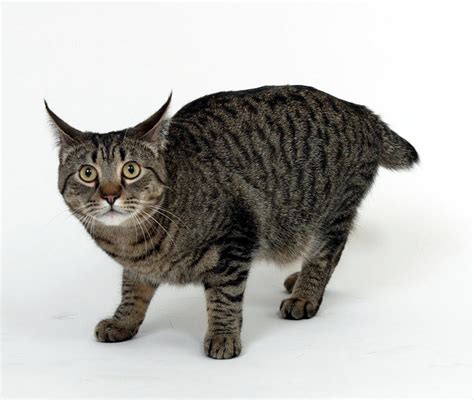 California Spangled Cat Information Health Pictures And Training Pet Paw