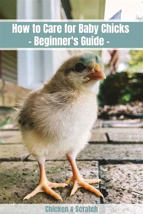 How To Care For Baby Chicks The Beginner S Guide