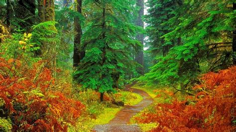Green Forest High Resolution Wallpaper Nature And