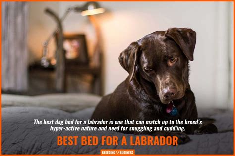 Check spelling or type a new query. 15 Best Dog Beds for Large Breeds - Orthopedic, Breathable ...