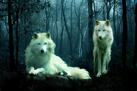 Arctic Wolves Digital Art By Julie L Hoddinott