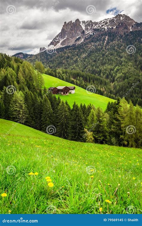 Meadow With Yellow Flowers In The Dolomites Stock Image Image Of
