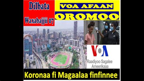 Voa News Afaan Oromo Sundayjune 07 2020oduu Afaan Oromoo Dilbatavoa