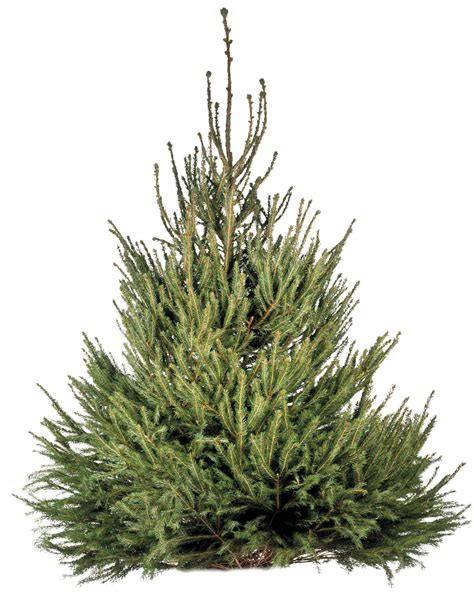 Types Of Evergreen Trees Evergreen Trees Dk Find Out